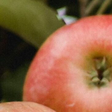 Apples Sleeping